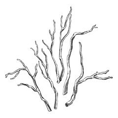 Kava Kava roots sketch. Apothecary plant drawing. Herbal remedies, medicinal plants, natural medicine hand-drawn vector illustration. NOT AI generated
