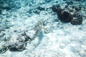 Underwater view of coral reef with colorful fish