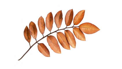 A arrangement of autumn leaves their rich orange and brown hues. set against a clean white background. ideal for nature-themed projects or seasonal decorations