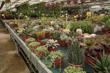 Green exotic plants and succulents in greenhouse and store. Nature and hobbies. Gardening at home and in yard.
