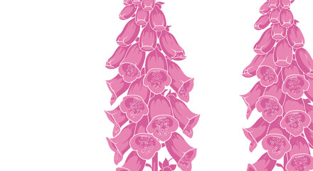 Graphic illustration of two pink foxglove flowers, isolated on white © gudangPIXEL