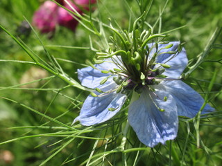 Zbliżenie na kwiat rośliny z gatunku nigella © Kumulugma