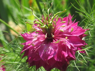 Zbliżenie na kwiat rośliny z gatunku nigella © Kumulugma