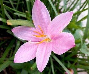 pink lily flowwe in autumn 