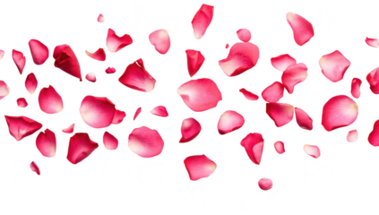 A scattering of pink rose petals elegantly arranged on a clean white background. evoking a sense of romance and beauty. ideal for wedding themes or floral design projects