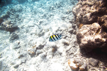 Underwater view of coral reef with colorful fish