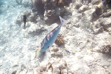 Underwater view of coral reef with colorful fish