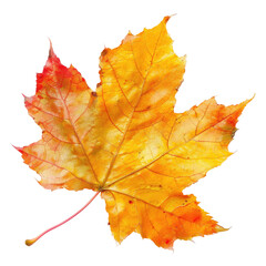 Fototapeta premium Vibrant autumn maple leaf