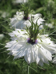 Zbliżenie na kwiat rośliny z gatunku nigella © Kumulugma