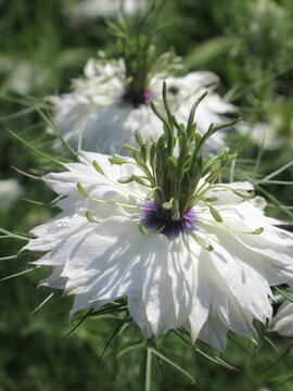 Zbliżenie na kwiat rośliny z gatunku nigella