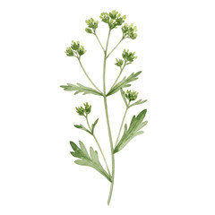 Watercolor painting of delicate green flower stem with small buds and leaves isolated on white background