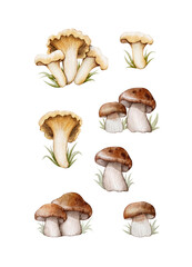 Different types of mushrooms with unique shapes and colors displayed on a white background, capturing nature's beauty and diversity