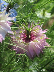 Zbliżenie na kwiat rośliny z gatunku nigella © Kumulugma
