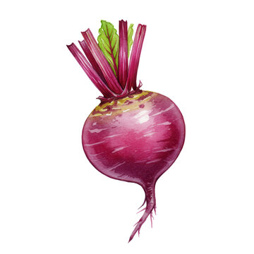 Watercolor beetroot with green leaf and roots, detailed botanical illustration isolated on white background