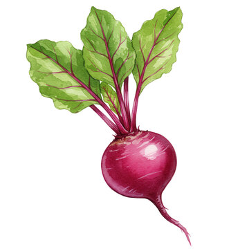Watercolor illustration of a fresh beetroot with vibrant green leaves isolated on white background