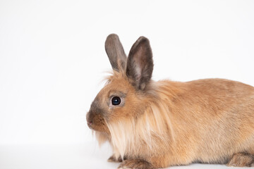 Little dwarf rabbit isolated on white background with copy space