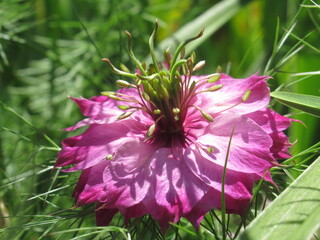 Zbliżenie na kwiat rośliny z gatunku Nigella © Kumulugma