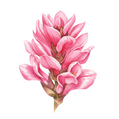Fototapeta premium Watercolor depiction of a vibrant pink flower with layered petals and stem isolated on white background