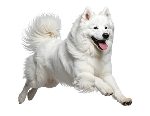 Joyful Samoyed Dog Running with Tongue Out Side Profile
