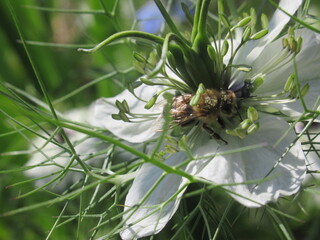 Zbliżenie na pszczołę na kwiatku czarnuszki © Kumulugma