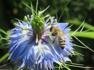 Zbliżenie na pszczołę na kwiatku czarnuszki © Kumulugma