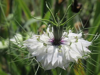 Zbliżenie na kwiat rośliny z gatunku nigella © Kumulugma