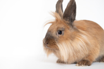 Little red dwarf rabbit isolated on white