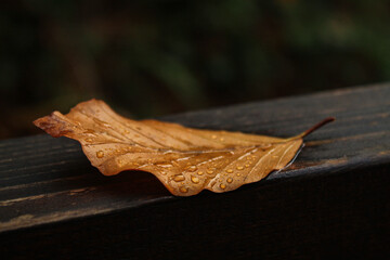 leaf on the ground