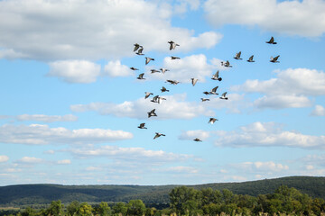 flock of birds flying