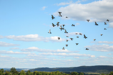 birds in flight