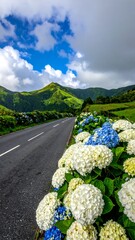 Country road lined with hydrangeas under a vibrant sky
