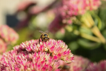 bee on pink flower