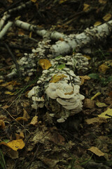 mushroom in the forest