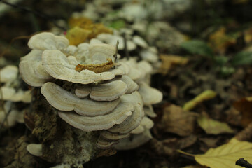 mushroom on tree