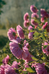 pink flowers in the garden
