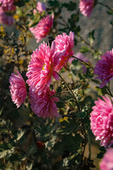 pink flowers in the garden