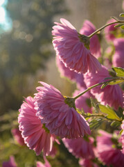 pink flowers in the garden
