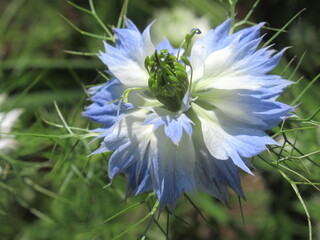 Zbliżenie na kwiat rośliny z gatunku nigella © Kumulugma