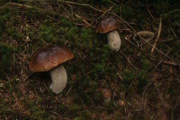 mushrooms in the forest