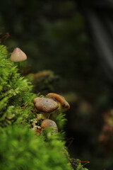 mushroom in the forest