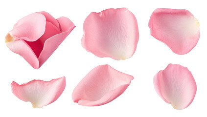 A collection of delicate pink rose petals arranged artistically. their soft texture and gentle curves against a clean white background. ideal for floral design or romantic themes