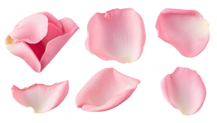 A collection of delicate pink rose petals arranged artistically. their soft texture and gentle curves against a clean white background. ideal for floral design or romantic themes