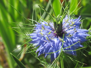 Zbliżenie na kwiat rośliny z gatunku nigella © Kumulugma