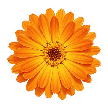 Vibrant calendula blossom with textured petals and detailed central disc isolated on white background