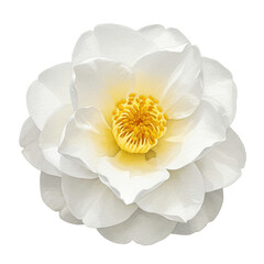 Detailed watercolor camellia blossom with yellow stamens and delicate petals isolated on white background
