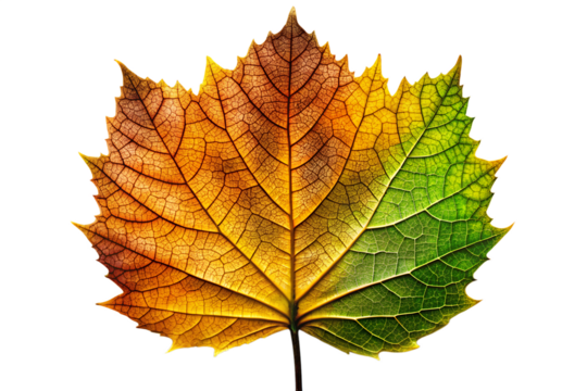 Autumn leaf with circuit board pattern isolated on white background
