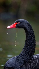 Fototapeta premium Close-up of a black swan's neck and head