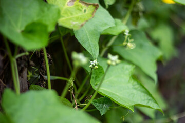 Closeup of delicate white flowers blooming on a green vine