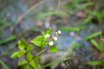 A small insect rests on a cluster of tiny white flowers