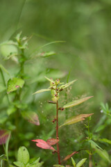 A delicate plant with small leaves and a reddish stem in soft focus